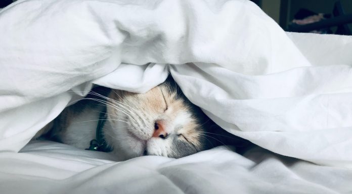 7 secrets to guarantee the best sleep of your life